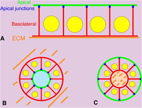 basolateral|Apical–basal polarity and the control of epithelial form and function.